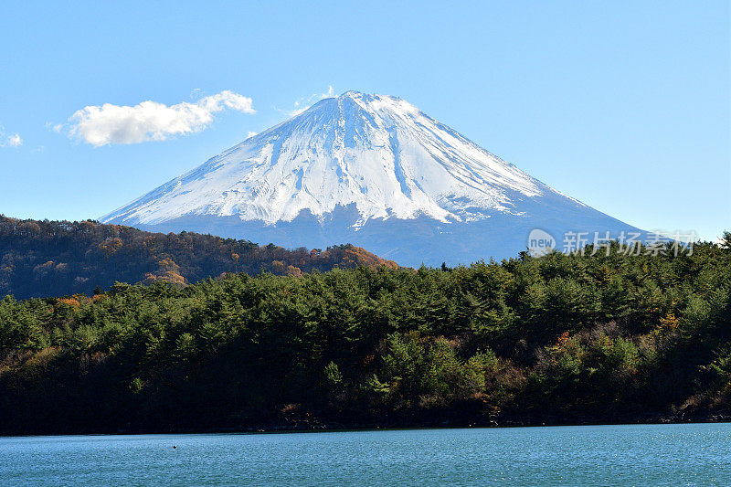 富士山和秋天的树叶在富士五湖地区，日本:湖Saiko/湖Sai